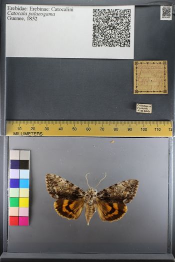 Media type: image;   Entomology 741405
